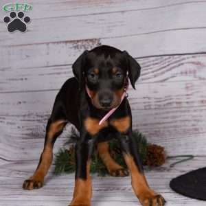 Josey, Doberman Pinscher Puppy